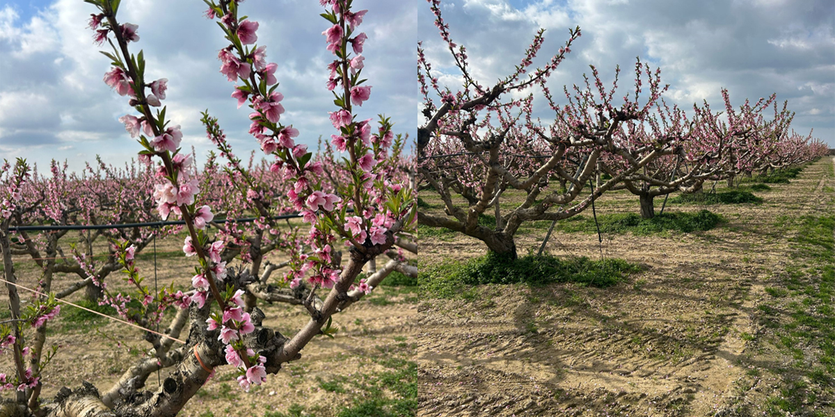 Fioritura pesche e nettarine: la Puglia è in anticipo di 10-15 giorni